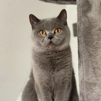 Bella